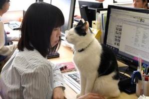 Стаття В Японии разрешили сотрудникам приносить на работу своих кошек Ранкове місто. Донбас