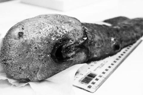 Стаття Ученые впервые за полтора столетия выловили рыбу «с двумя задними частями» без лица Ранкове місто. Донбас