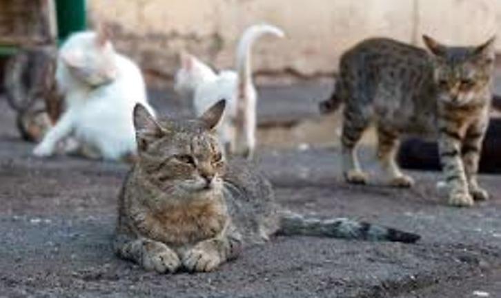 Стаття У Маріуполі вимагають визнати вуличних котів частиною екосиcтеми міста Ранкове місто. Донбас
