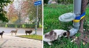 Стаття Годівнички, до яких стають у чергу: як креативна ініціатива допомагає тваринам Донеччини Ранкове місто. Донбас