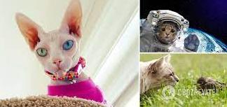 Стаття Прибульці з іншої планети? У мережі розповіли версію походження котів і навели докази Ранкове місто. Донбас