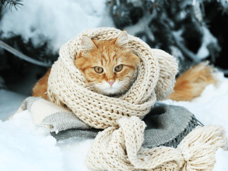 Стаття У Києві вхурделило, бережіть улюбленців: за якої температури замерзає кіт Ранкове місто. Донбас
