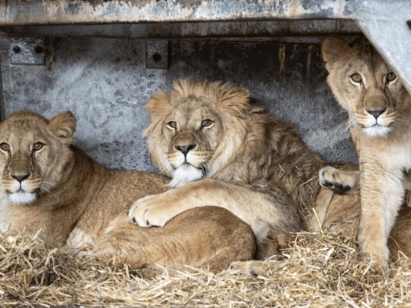 Стаття Тікали від вибухів: четверо левів з Центру порятунку тепер житимуть в Англії Ранкове місто. Донбас